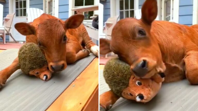 California Farm Workers Amazed As A Calf Forms An Adorable Bond With A Stuffed Toy