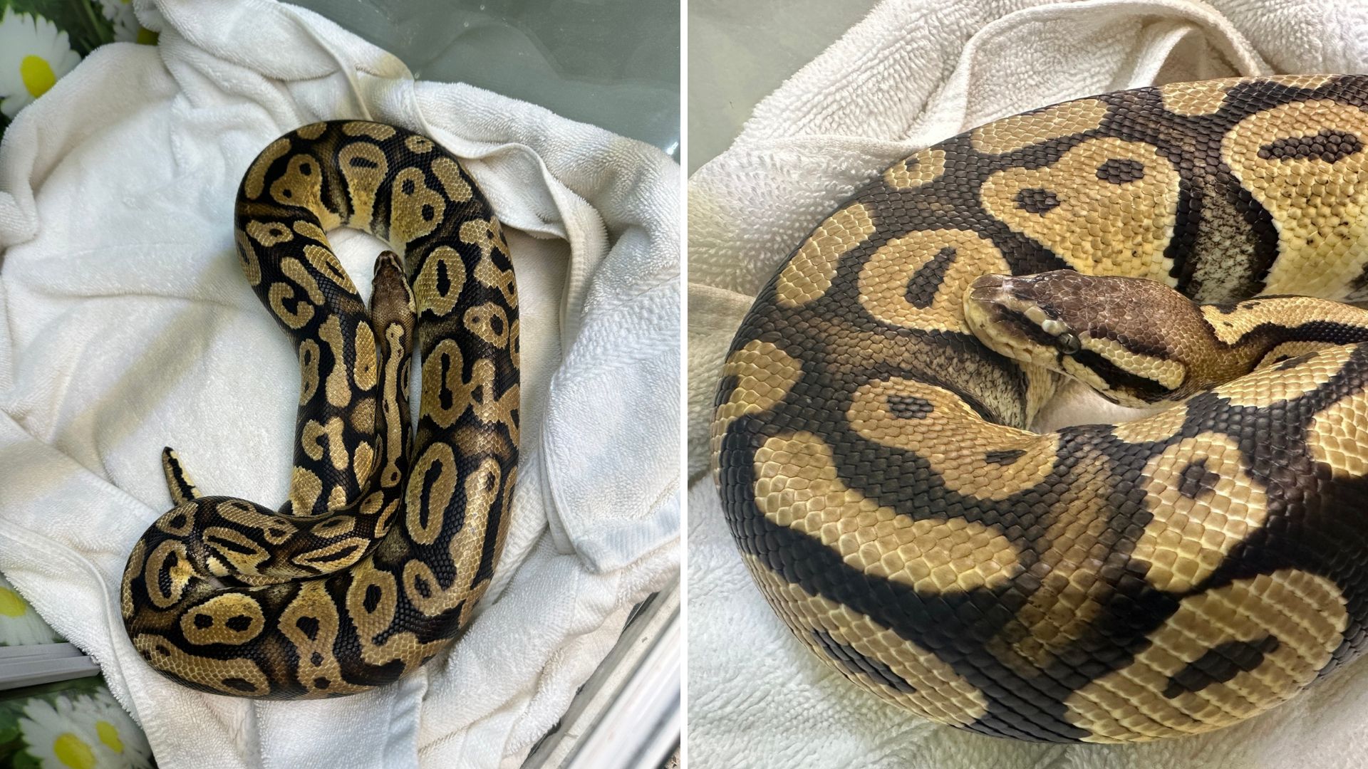 California Fast Food Employee Stunned As Ball Python Slithers Across Drive-Through