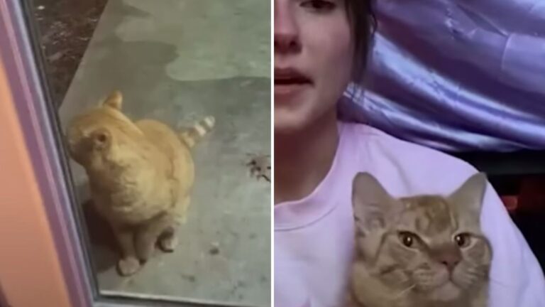 chatty orange cat