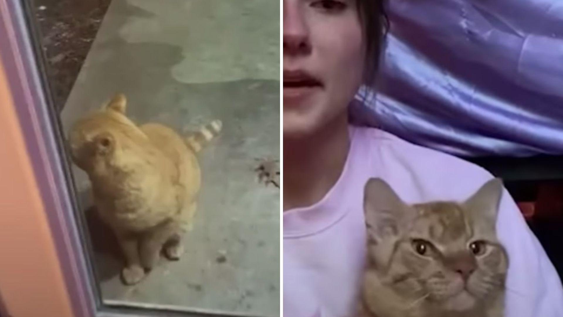 chatty orange cat