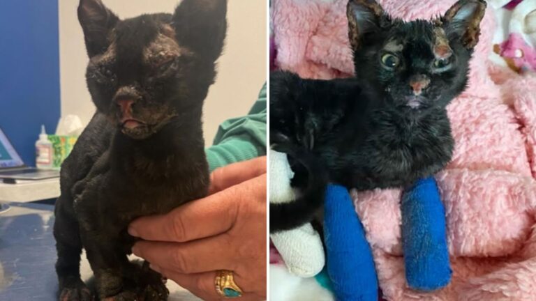 kitten severely burned in fire