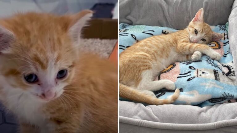 rescue kitten