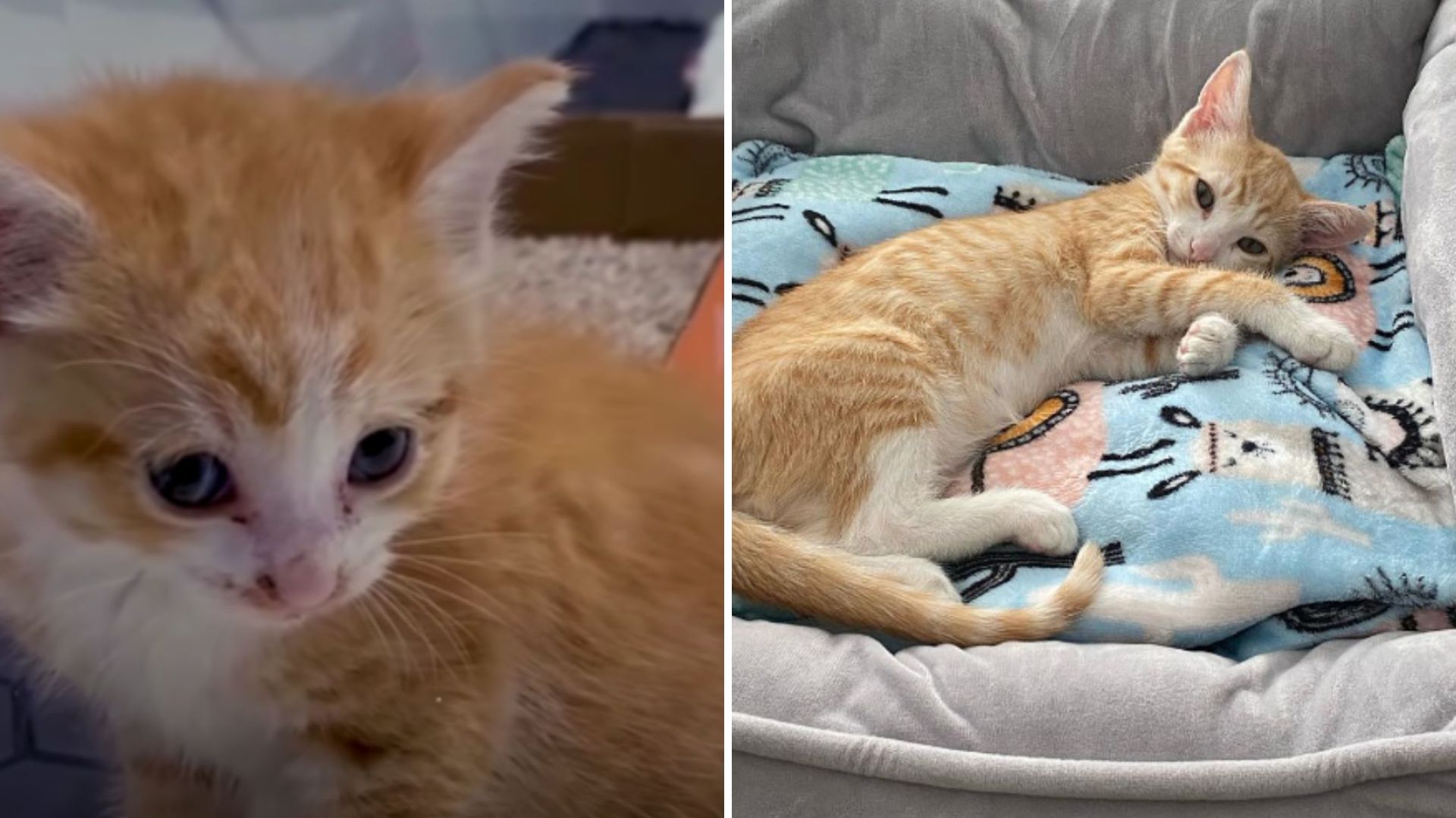 rescue kitten