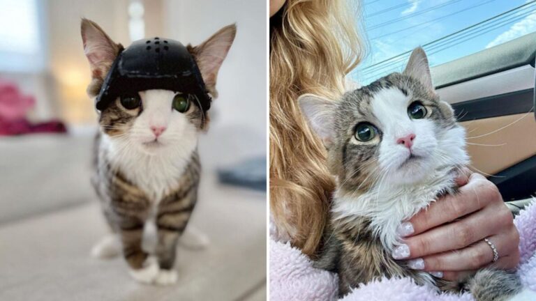milly the cat with helmet