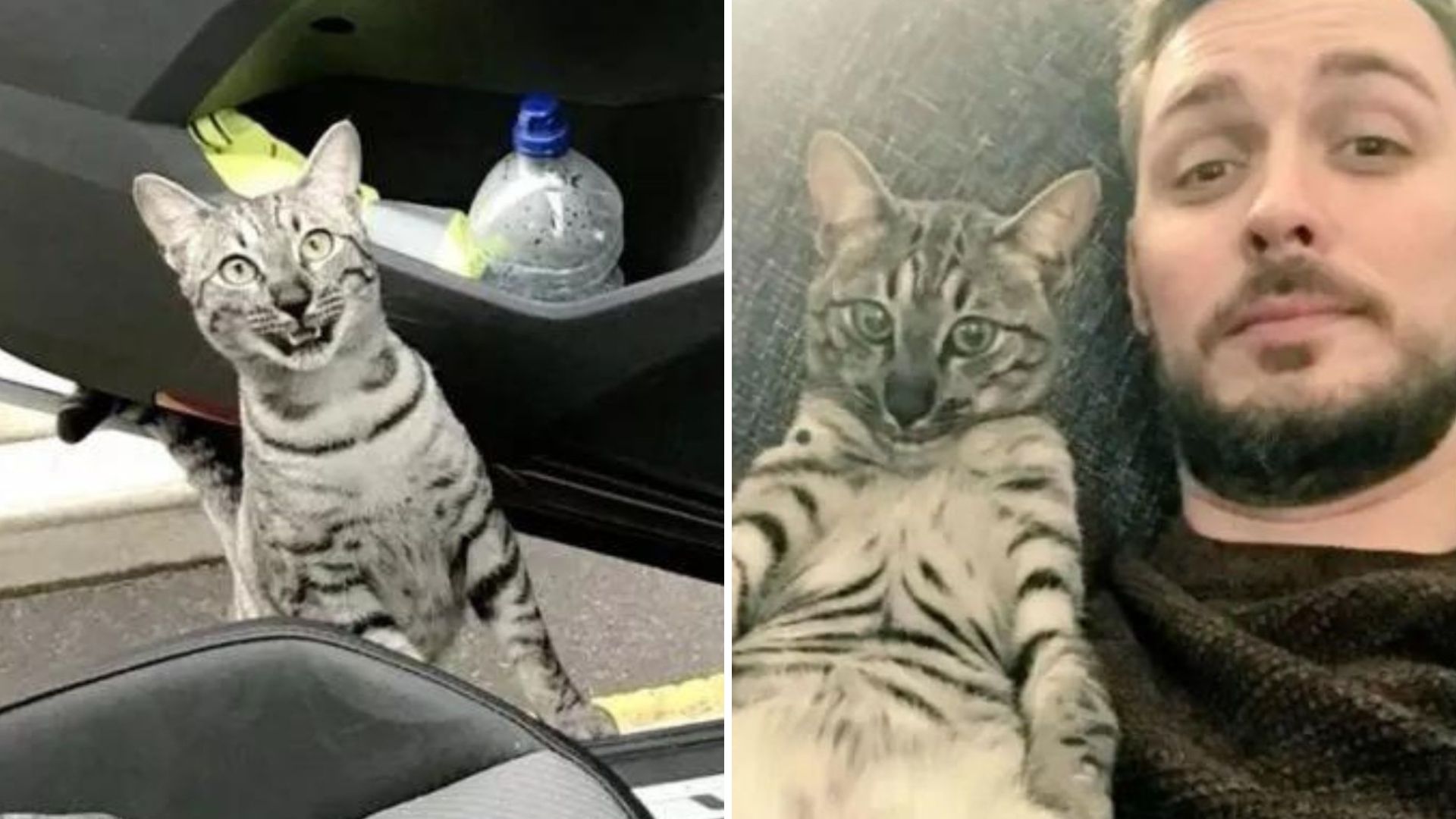missing cat