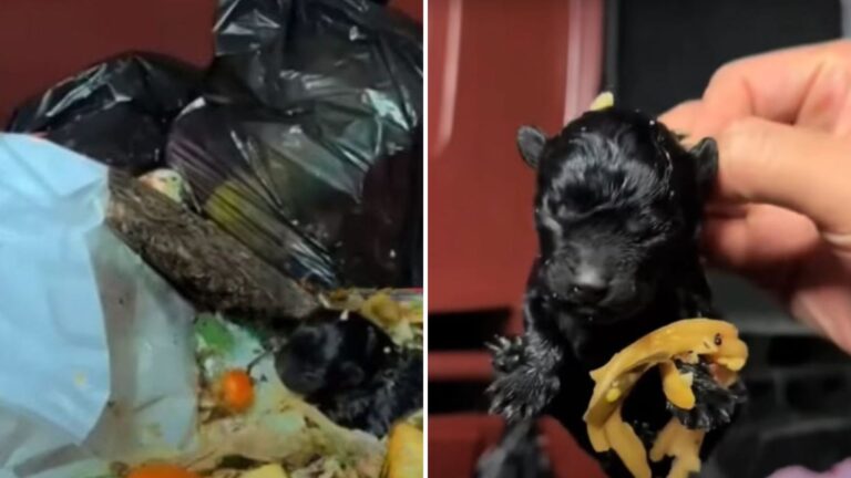 man finds struggling puppy in trash