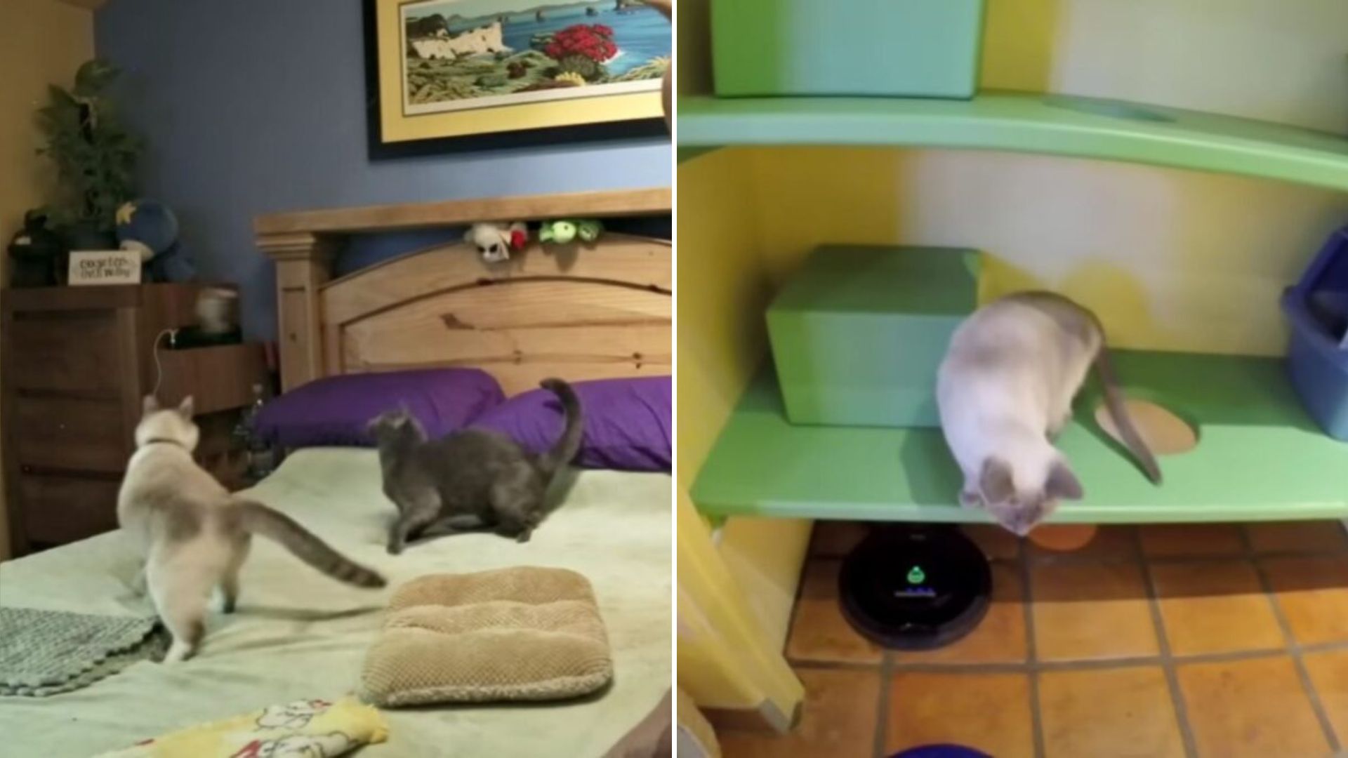 California Man Spends A Fortune On Rescue Cats And This Is What He Created