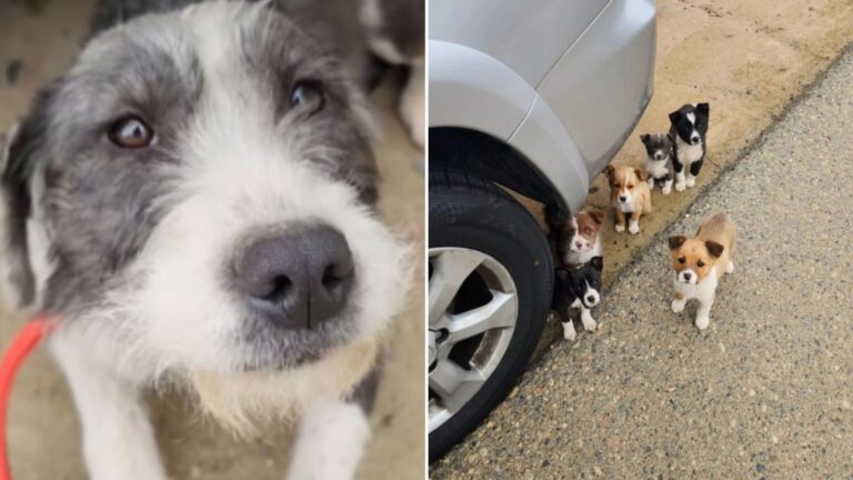 dog with seven puppies found in orchard