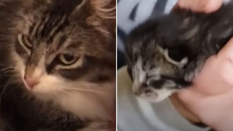 california mom cat