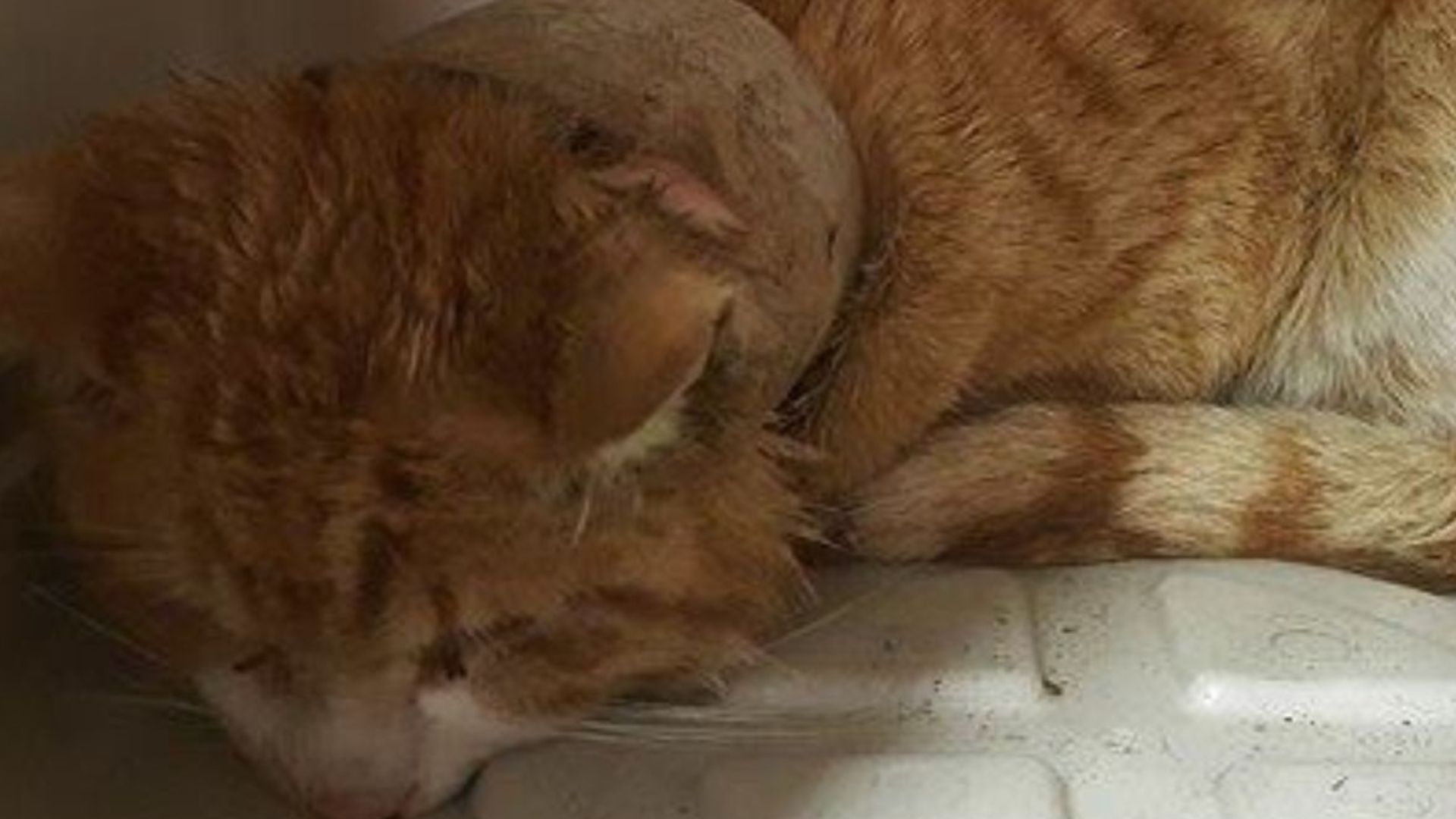 California Neighbors Brought To Tears After Seeing What Was Stuck Around This Cat’s Neck