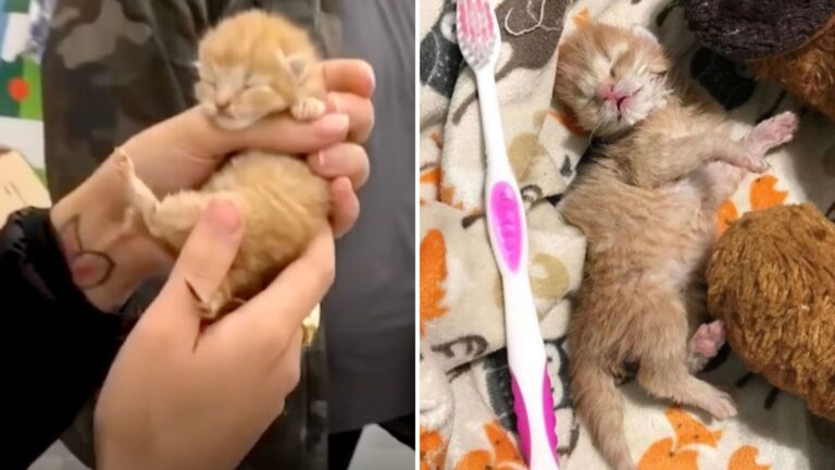 newborn kitten