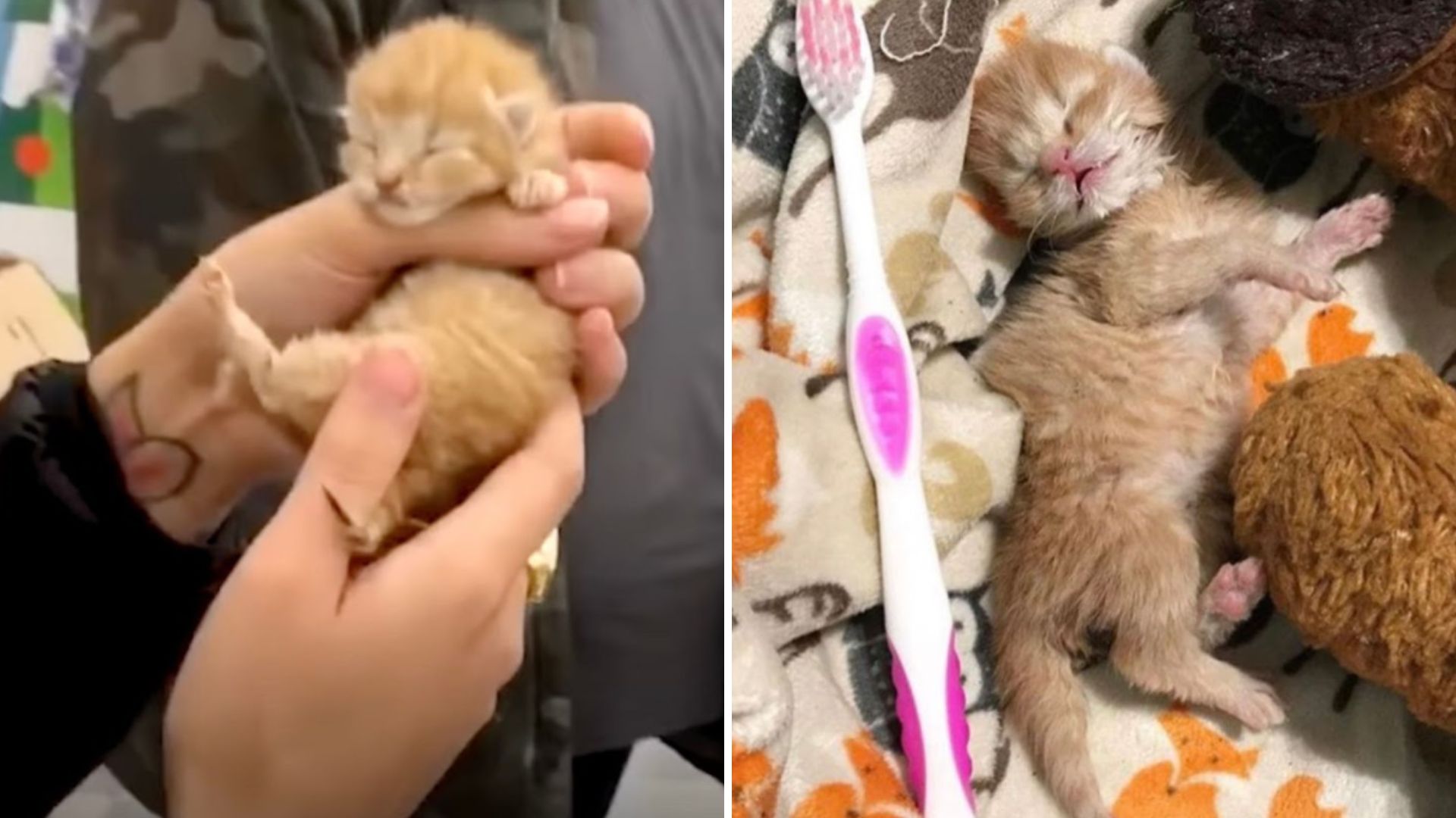 newborn kitten