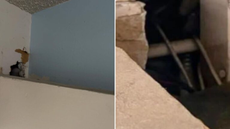 office workers find seven kittens
