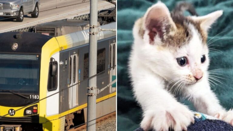 Tiny Furry kitten