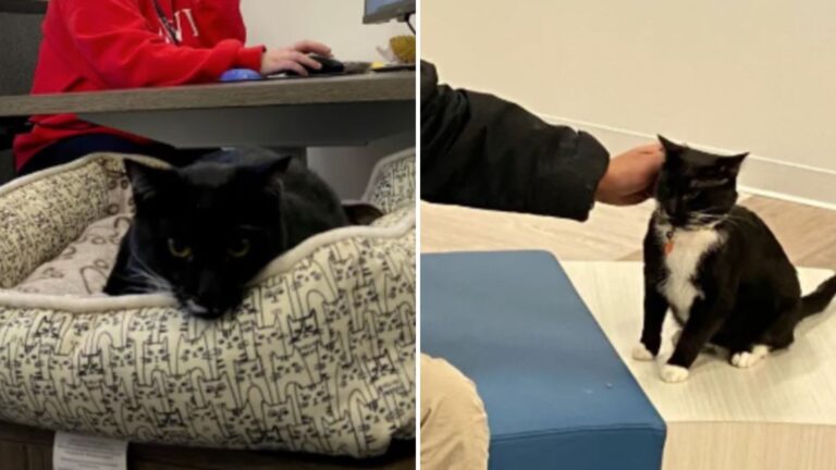 therapy cats help senior residents