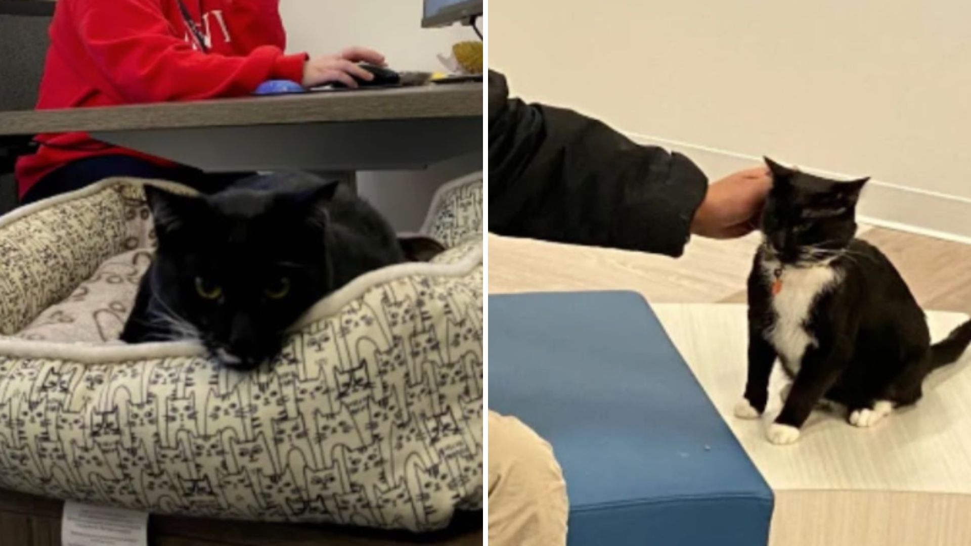 therapy cats help senior residents