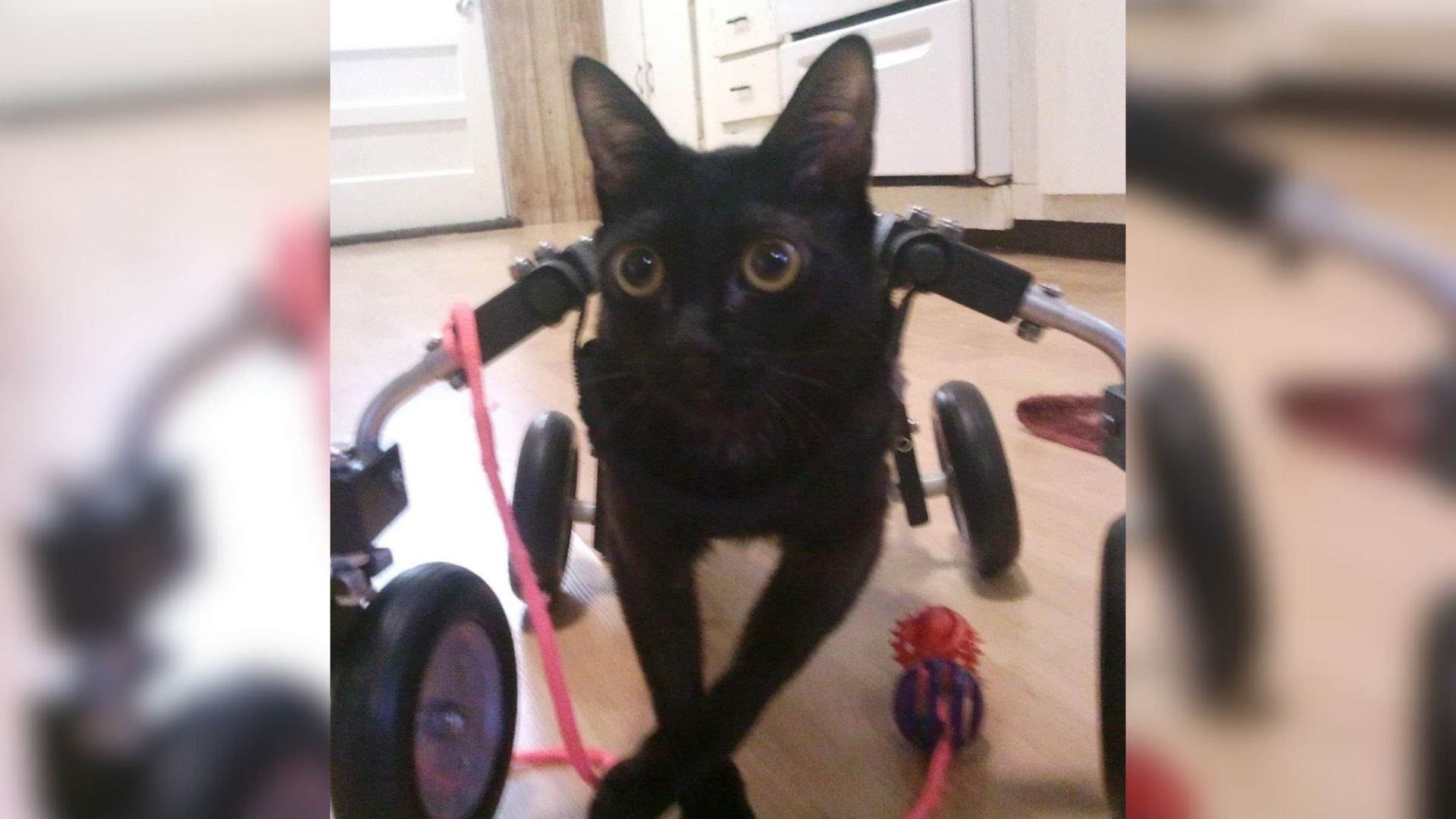 rescue cat with cerebellar hypoplasia