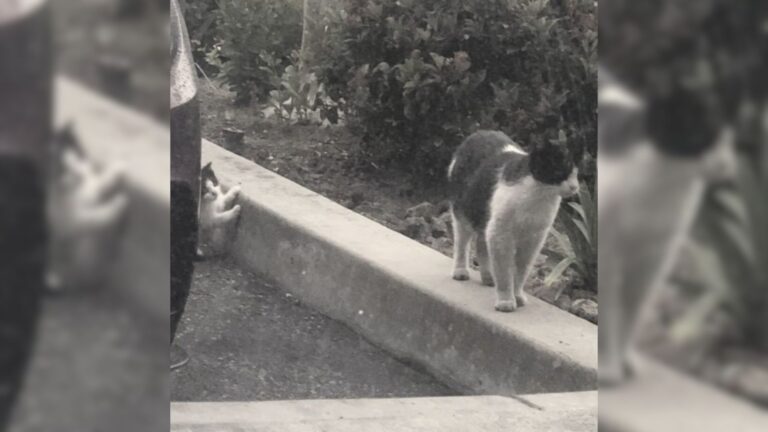 terrified kitten