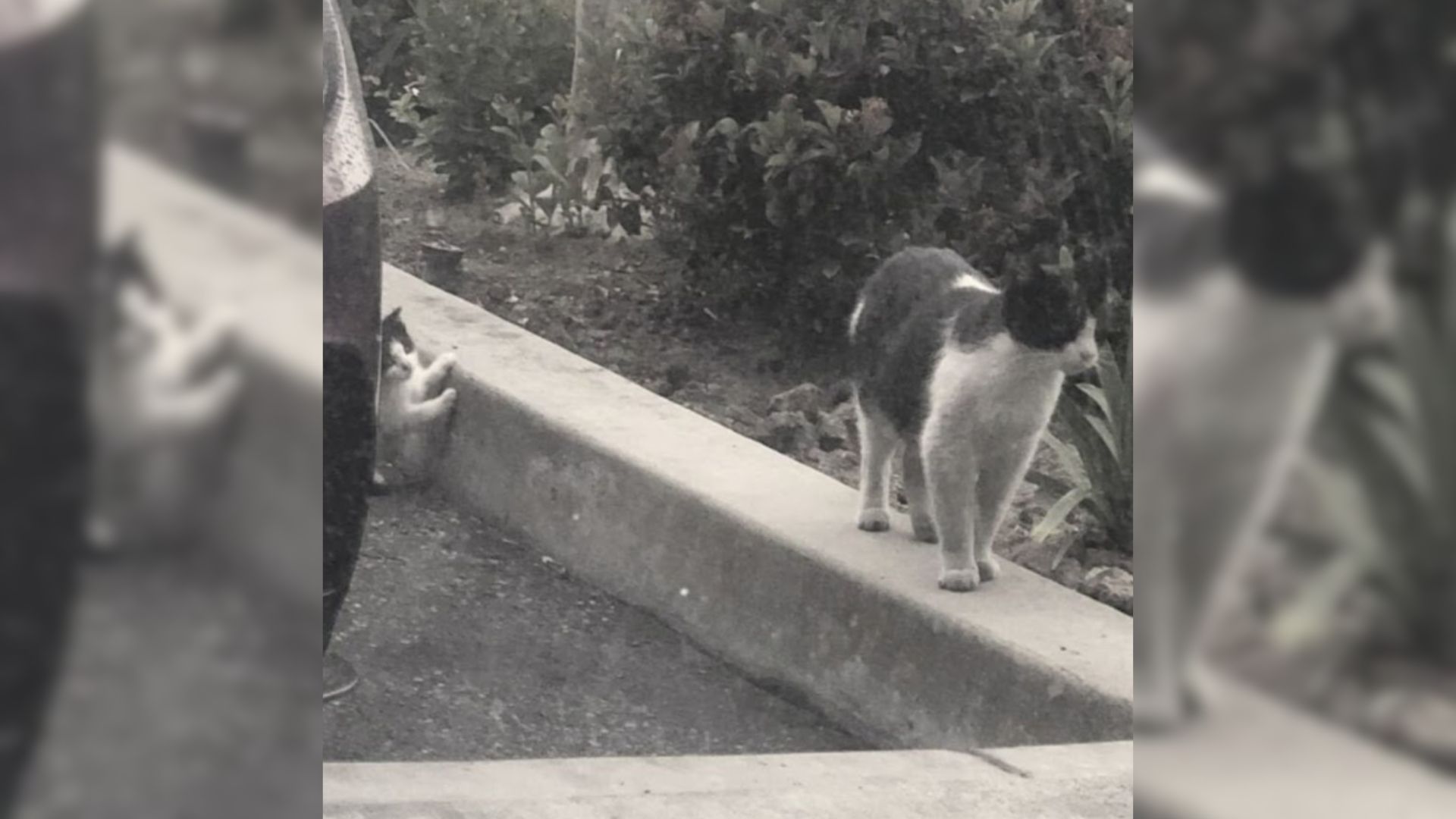 terrified kitten