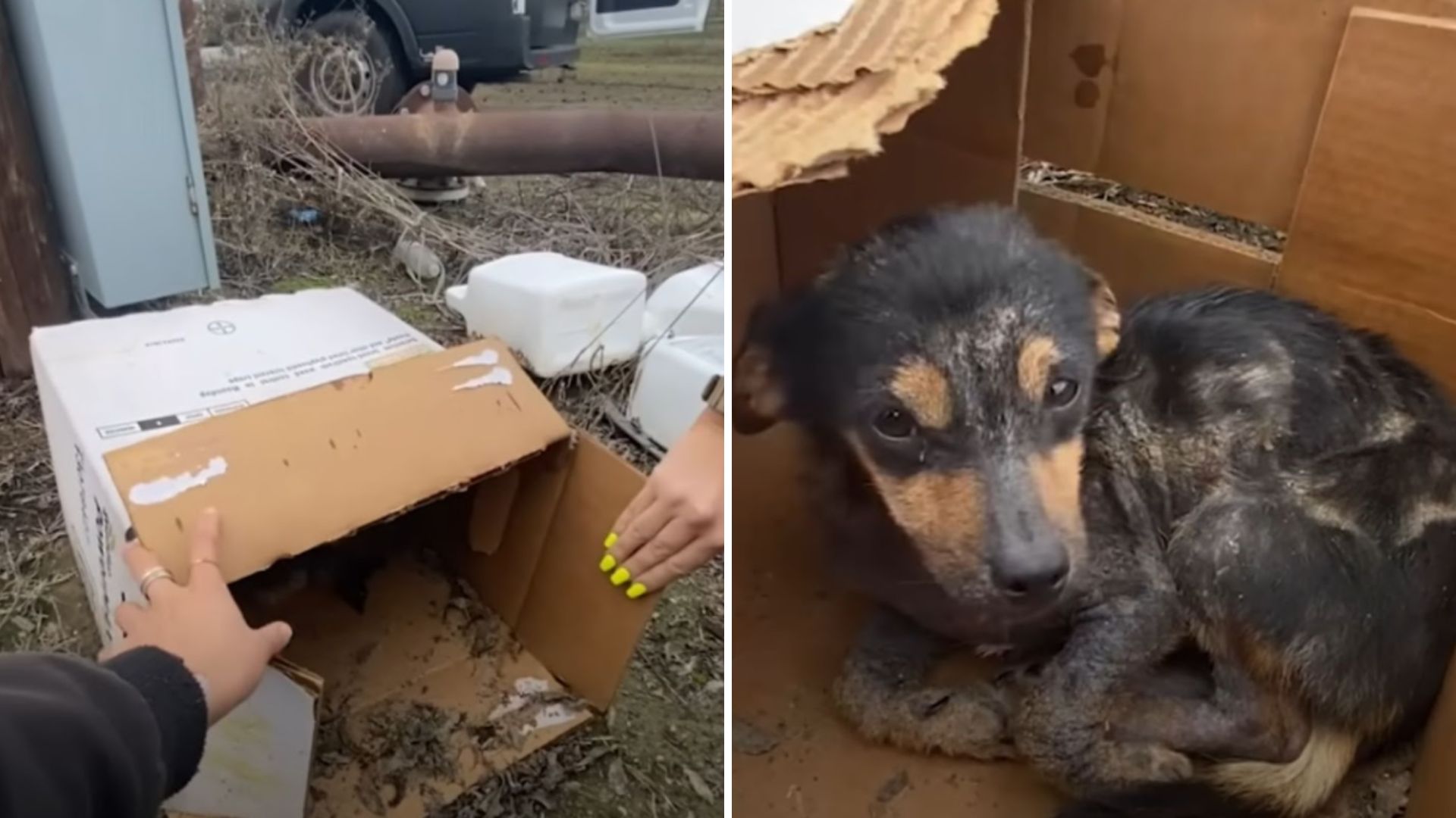 pup found hiding in soggy box