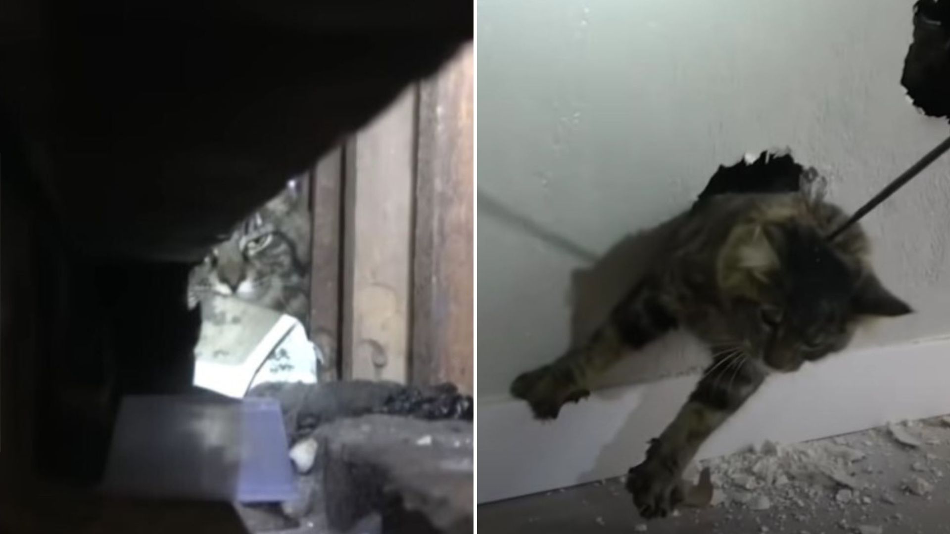 feral cat