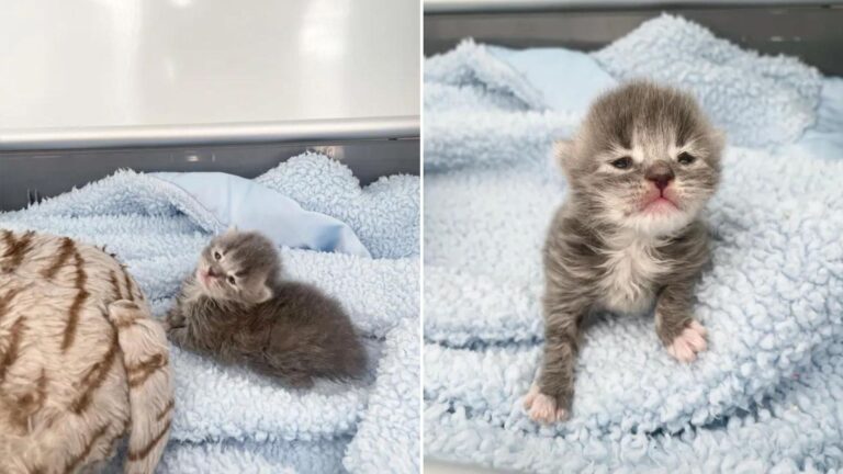newborn purr kitten