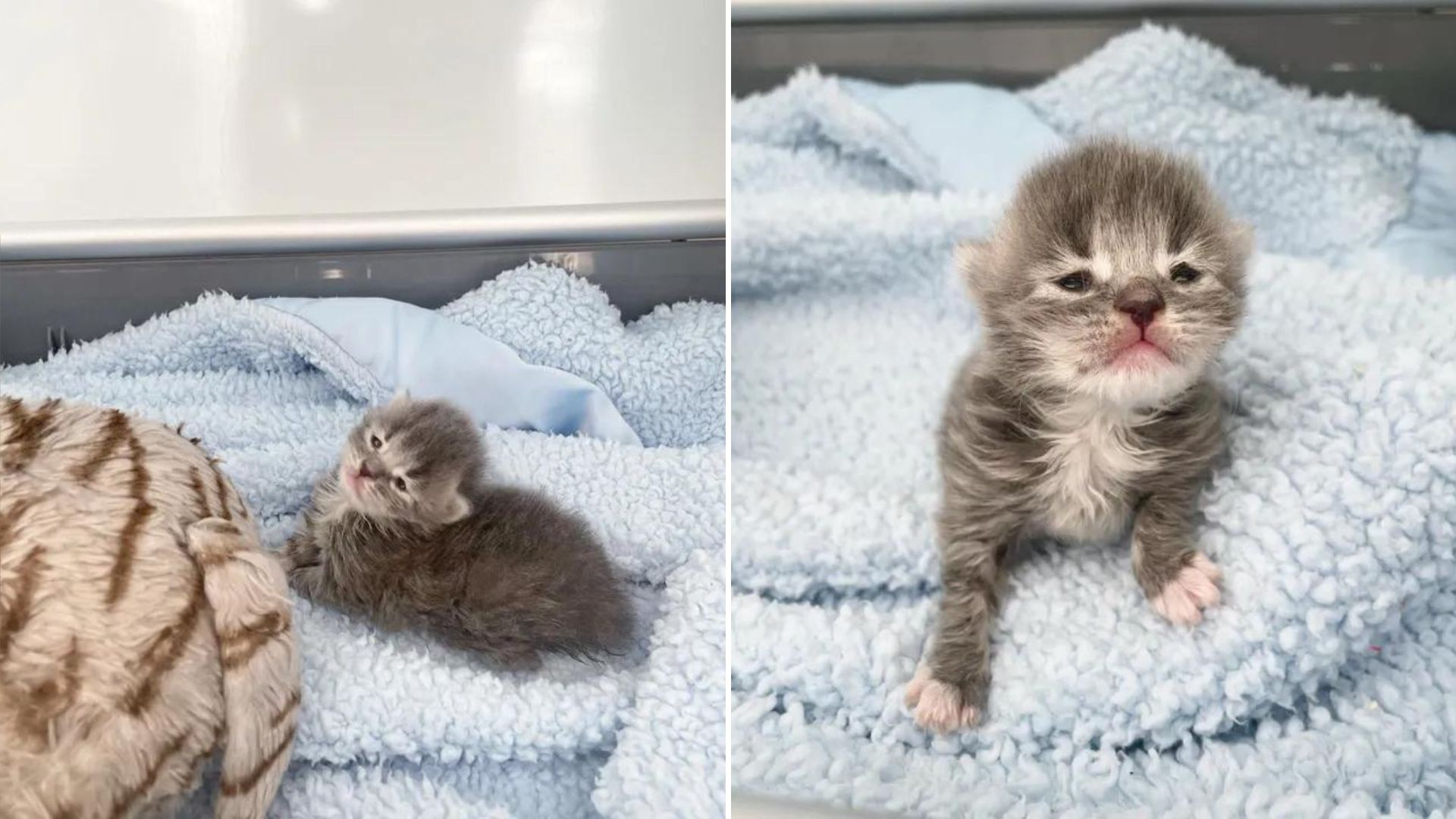 newborn purr kitten