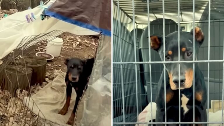 Rescuers Save Mama Dog
