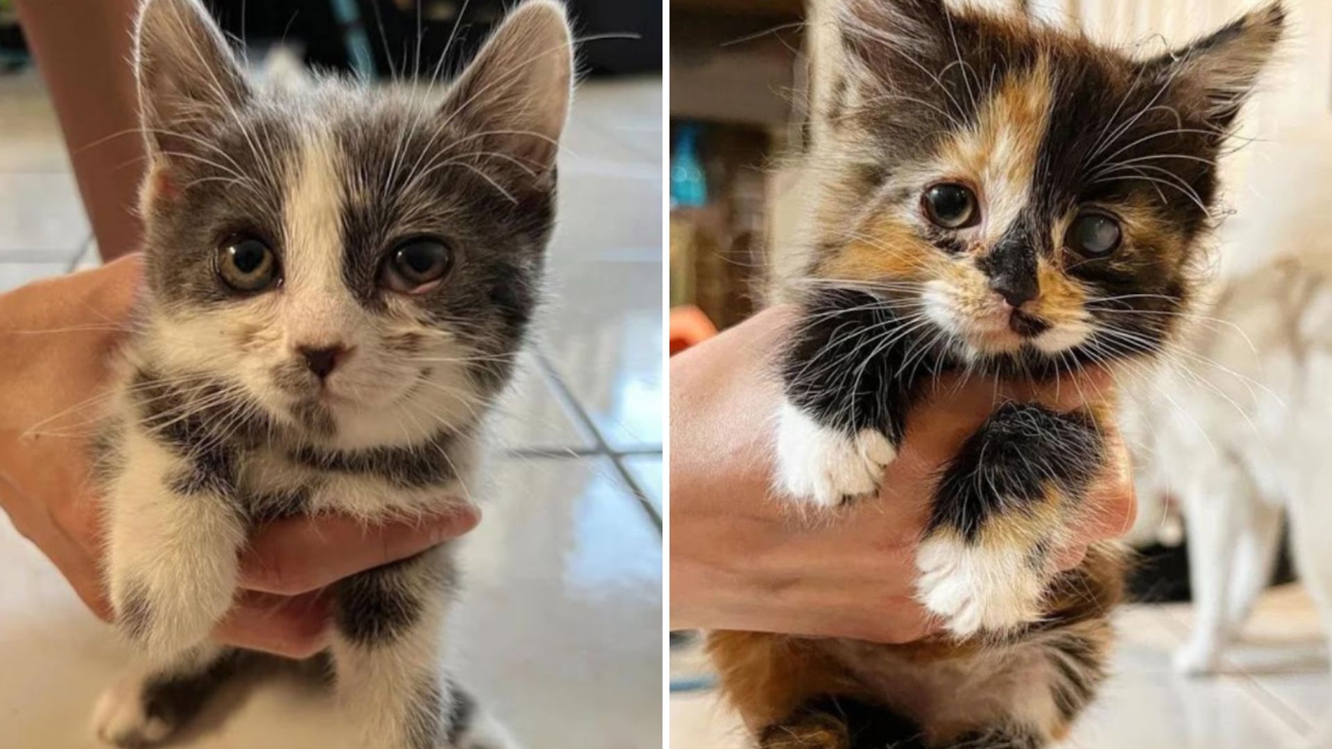 California Rescuers Step In To Save Two Fragile Cats Found In Rough Shape