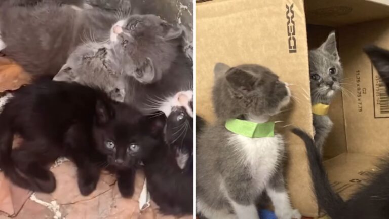 California Resident Stumbles Upon Little Lives Left In A Trash Can