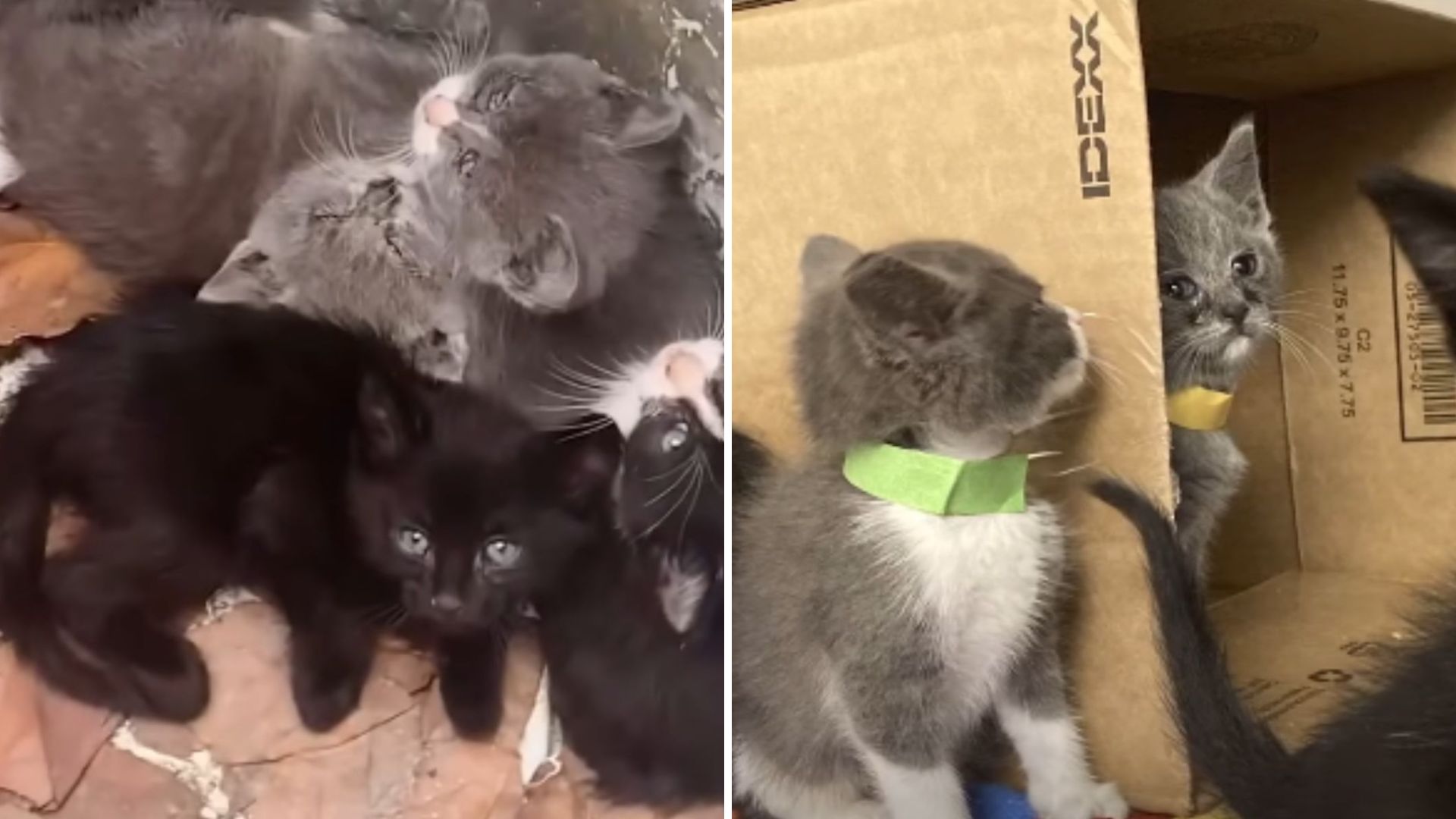 California Resident Stumbles Upon Little Lives Left In A Trash Can