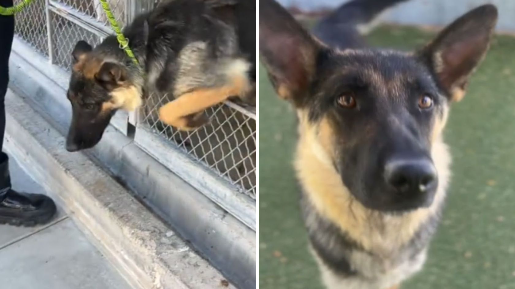 shelter dog