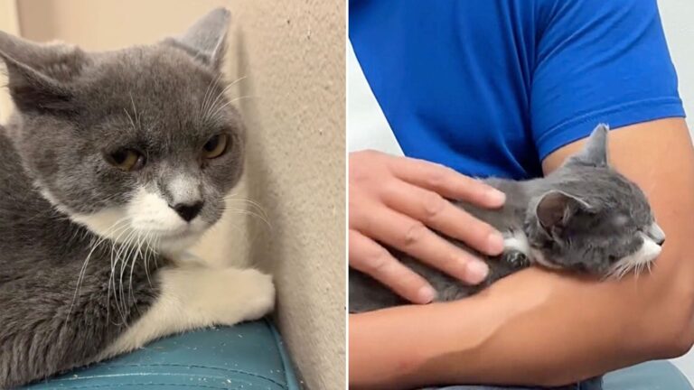 gray angry cat