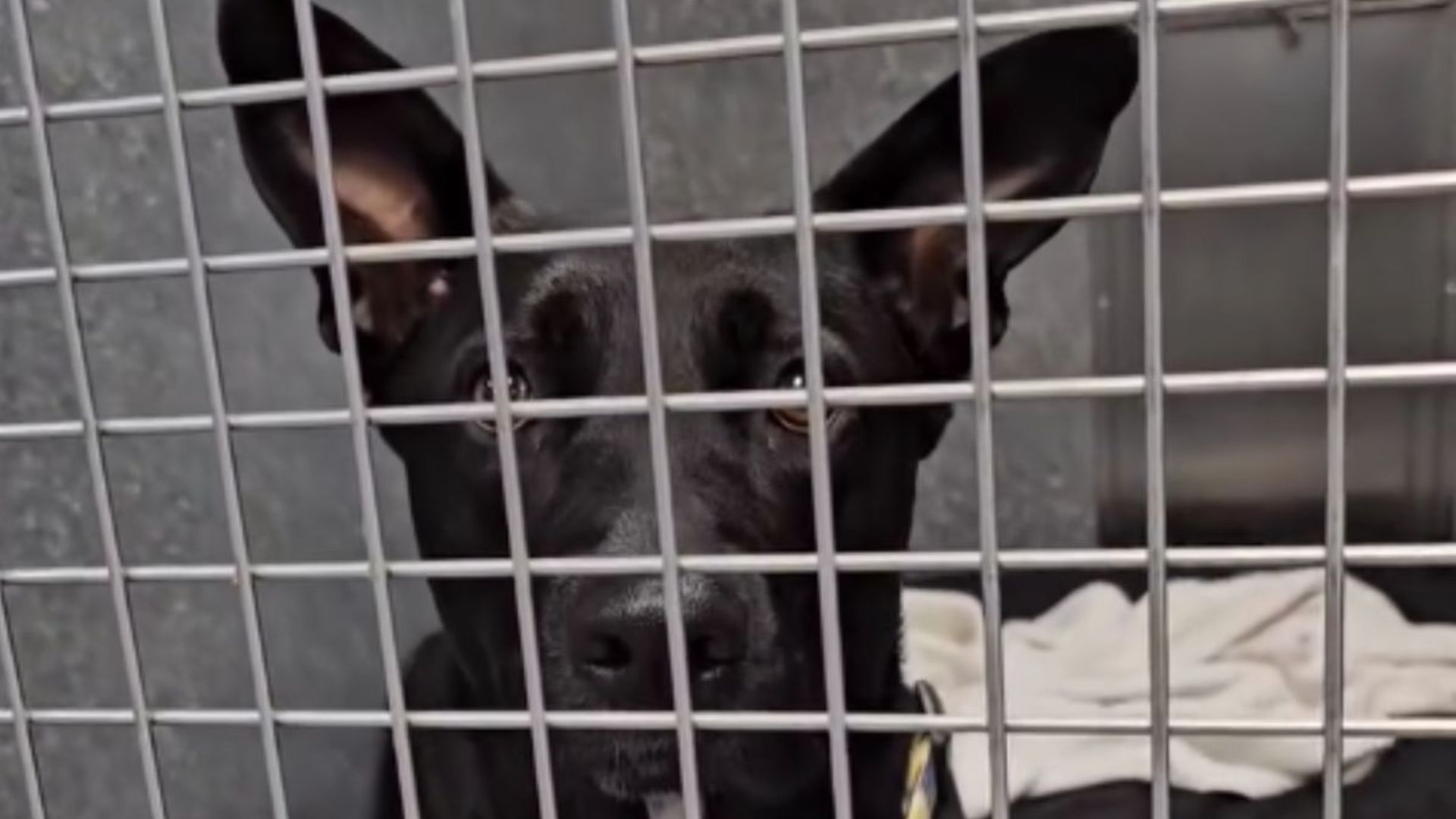 California Shelter Pup Tries To Win Hearts By Giving Kisses Through Her Cage, Yet No One Stops