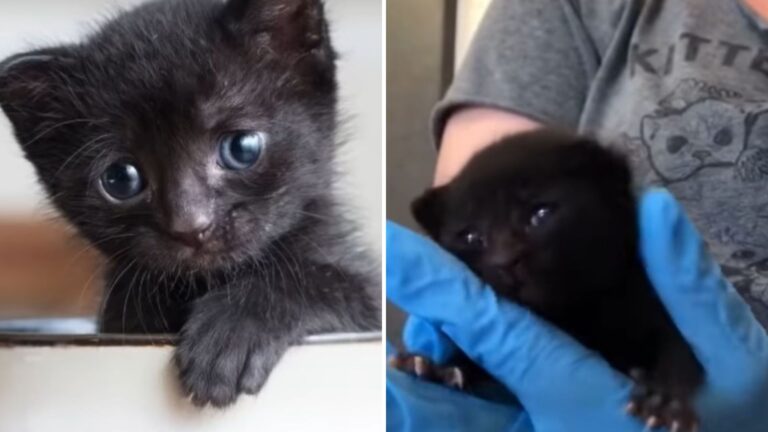 tetley kitten