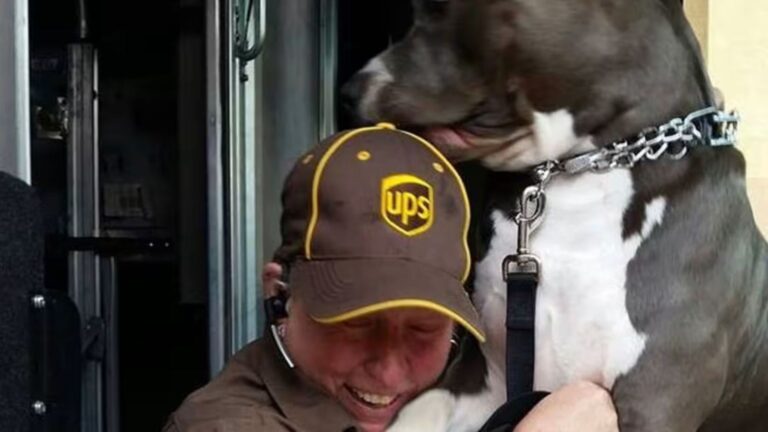 ups driver and pittie