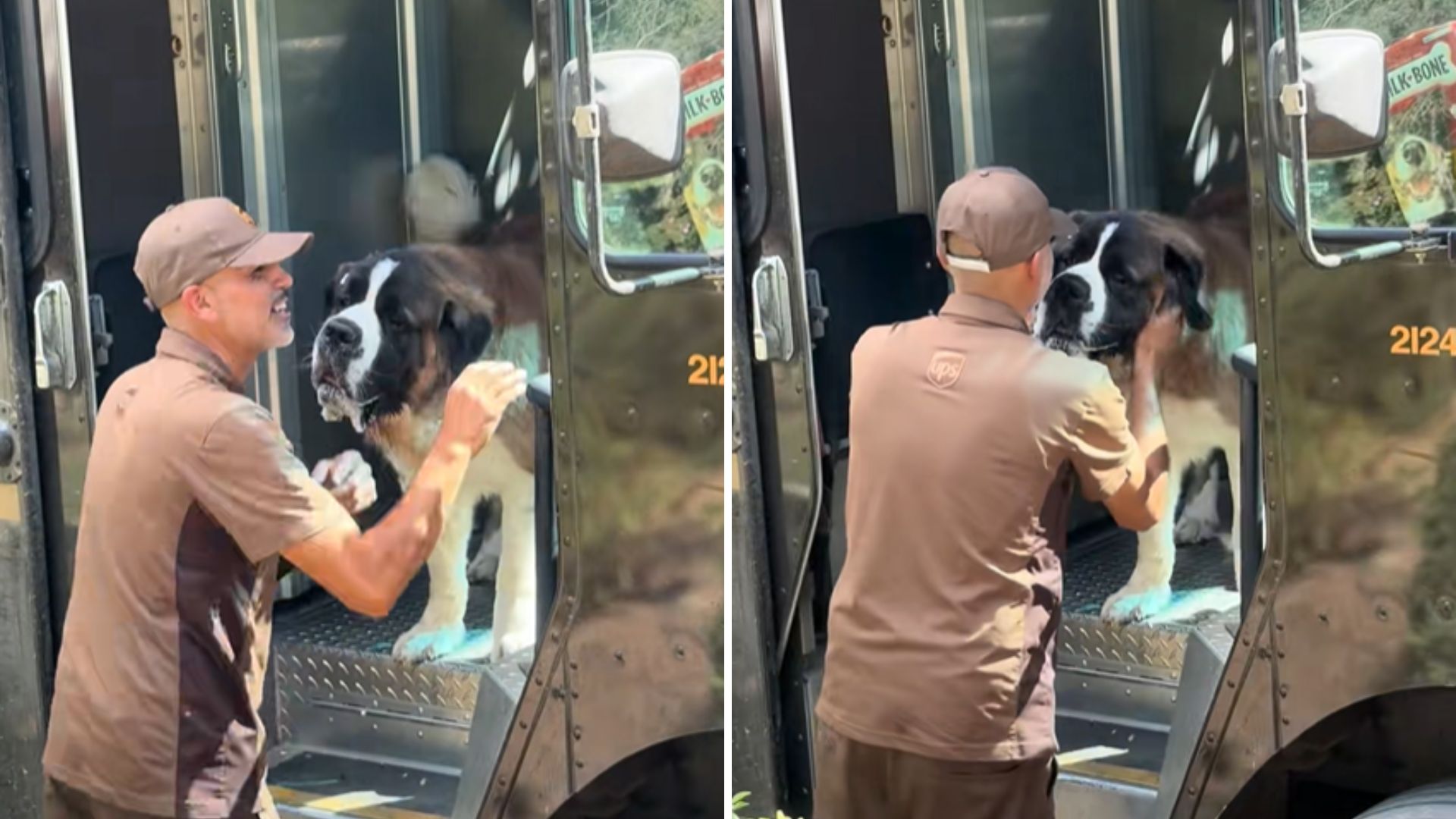 ups drive meets dog