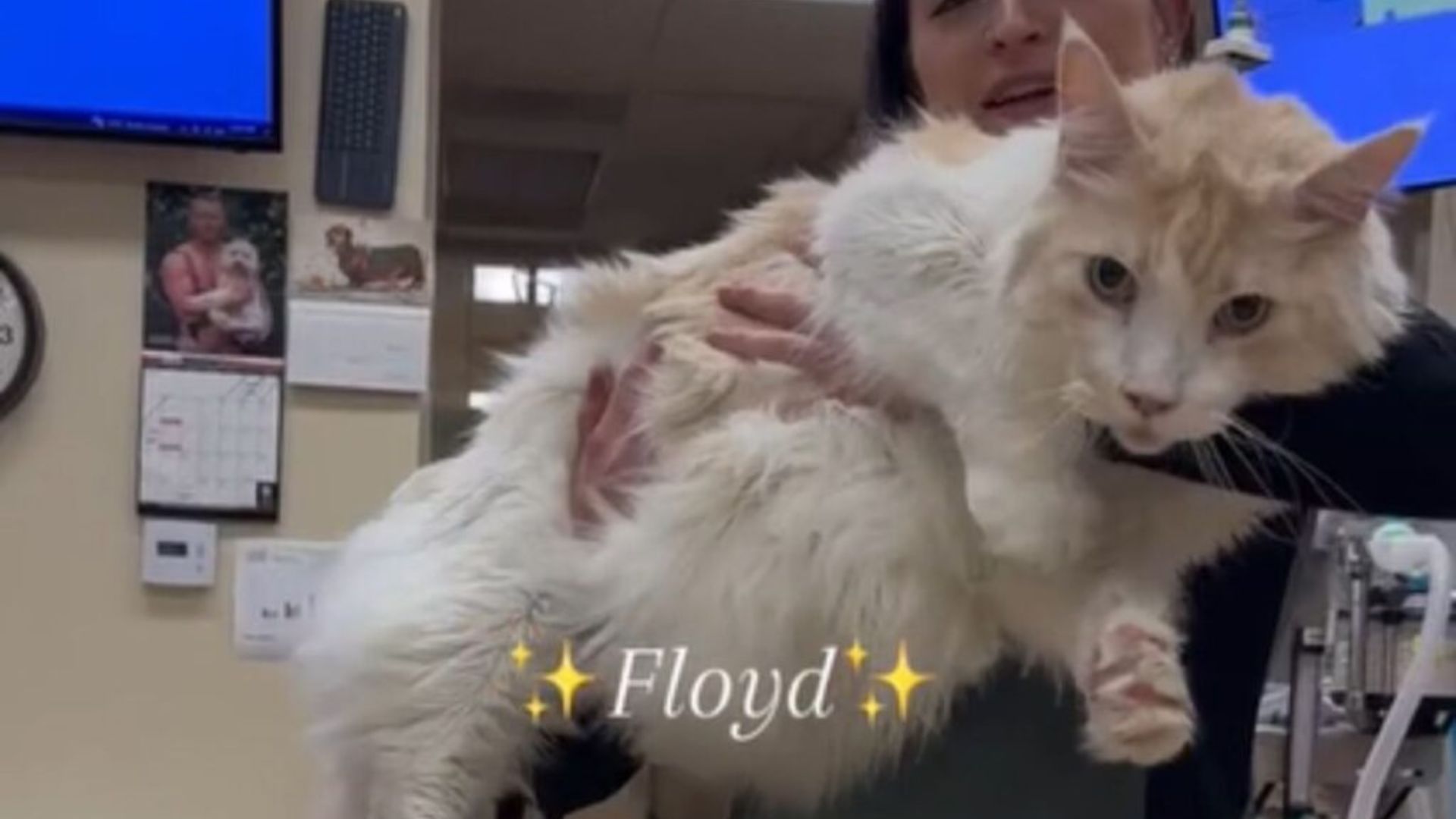 the biggest cat