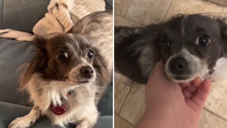 woman thought her pup was a chihuahua