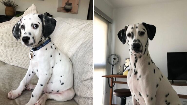 bobbi the dalmatian