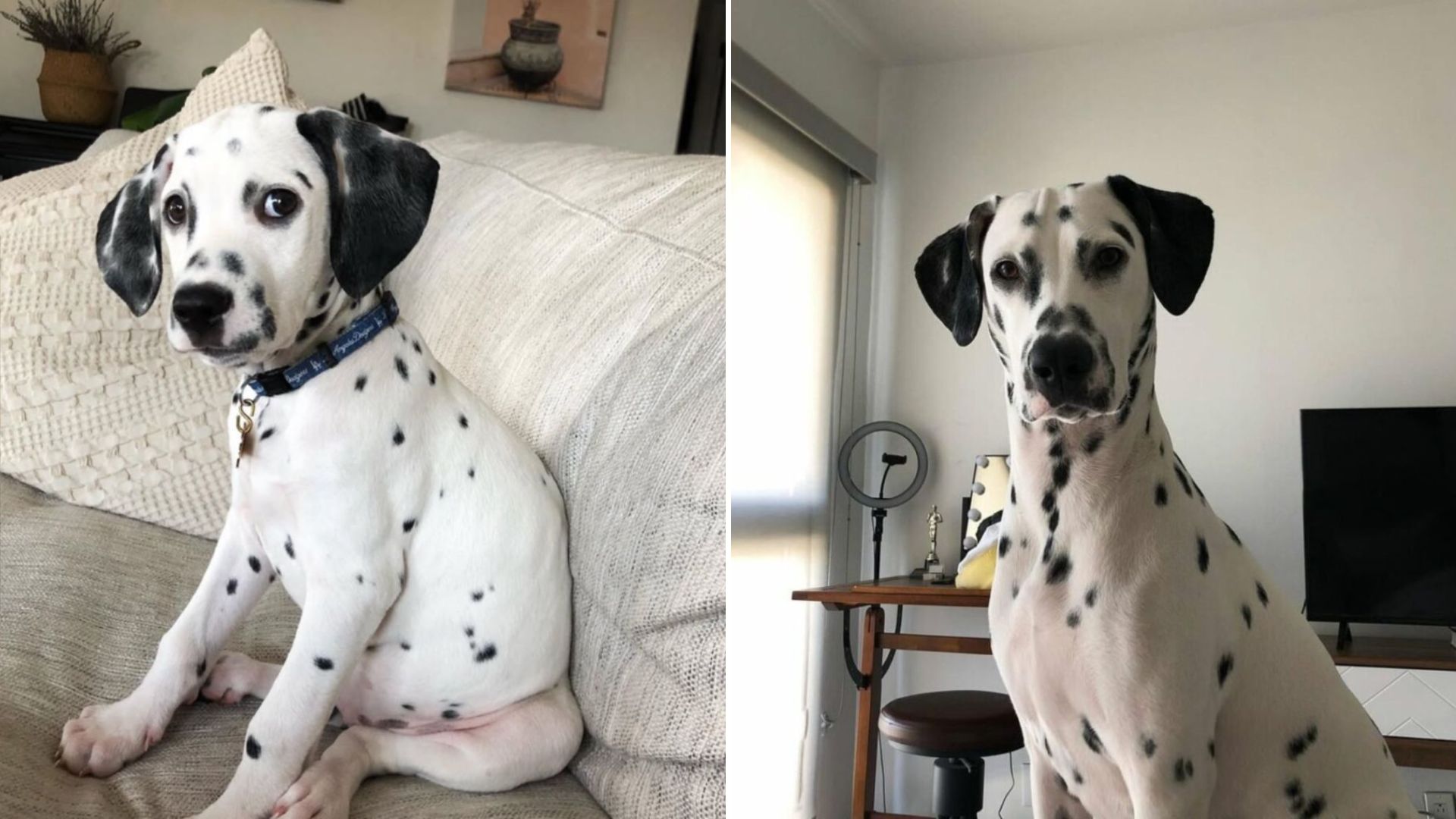 bobbi the dalmatian