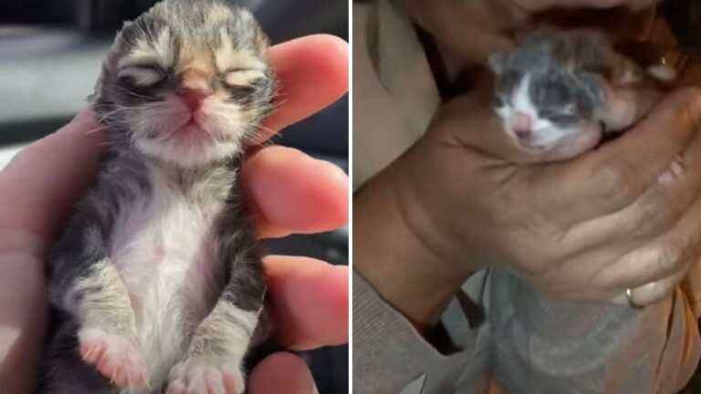 kittens in bushes