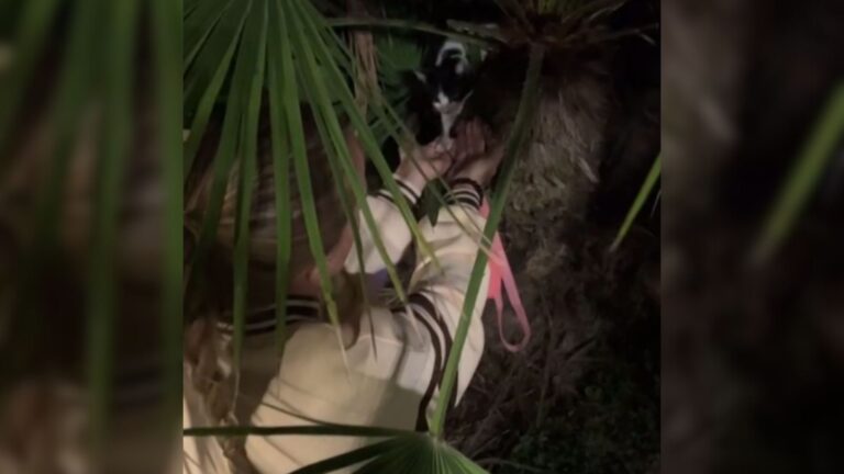 California Woman Follows Faint Cries In A Palm Tree Only To Find A Tiny Soul Tied In It (1)