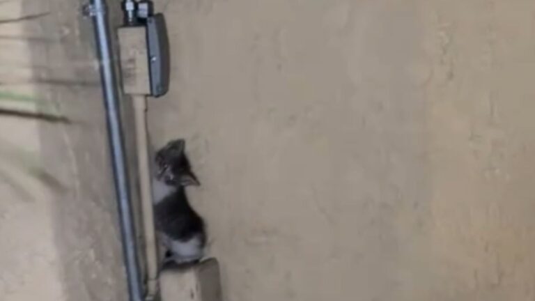 kitten on electrical box