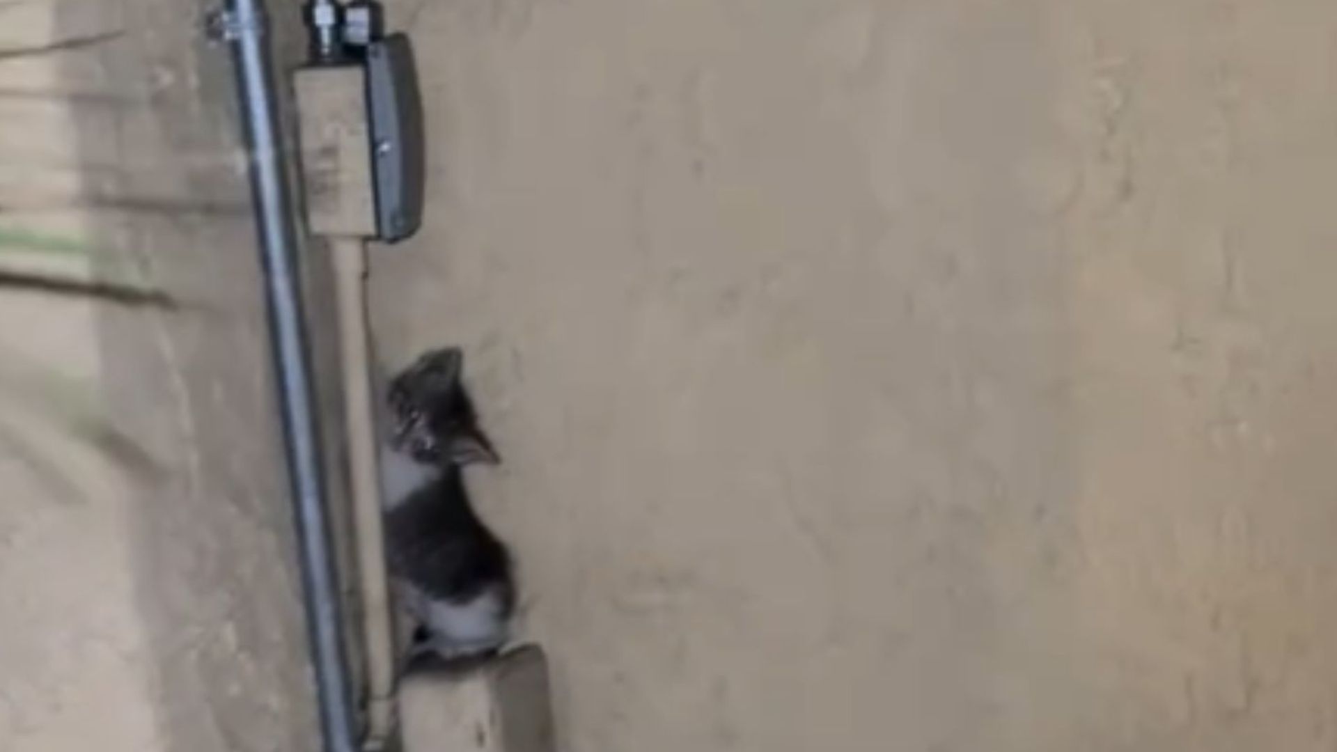 kitten on electrical box