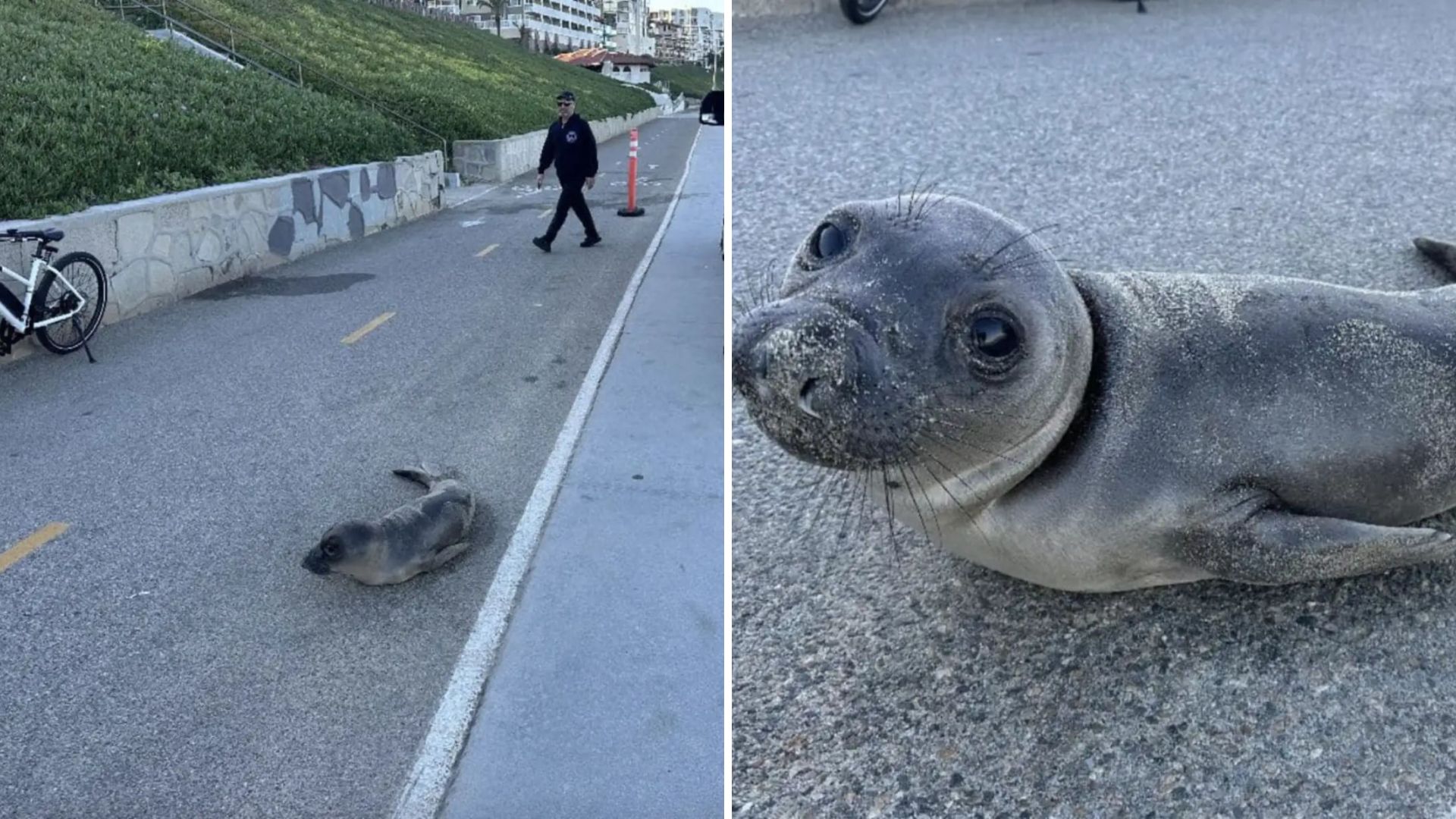 elephant seal pup