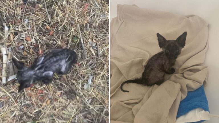 skeleton kitten found in the grass
