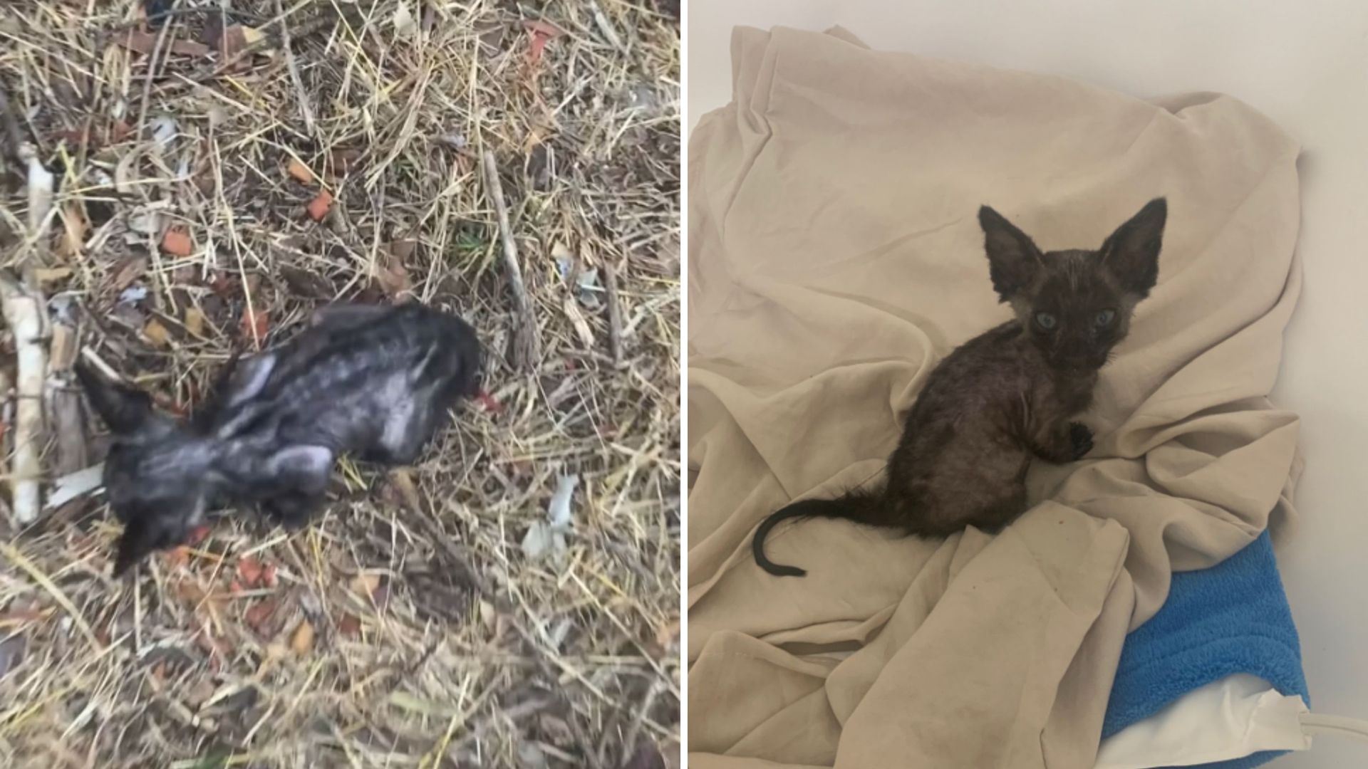 skeleton kitten found in the grass