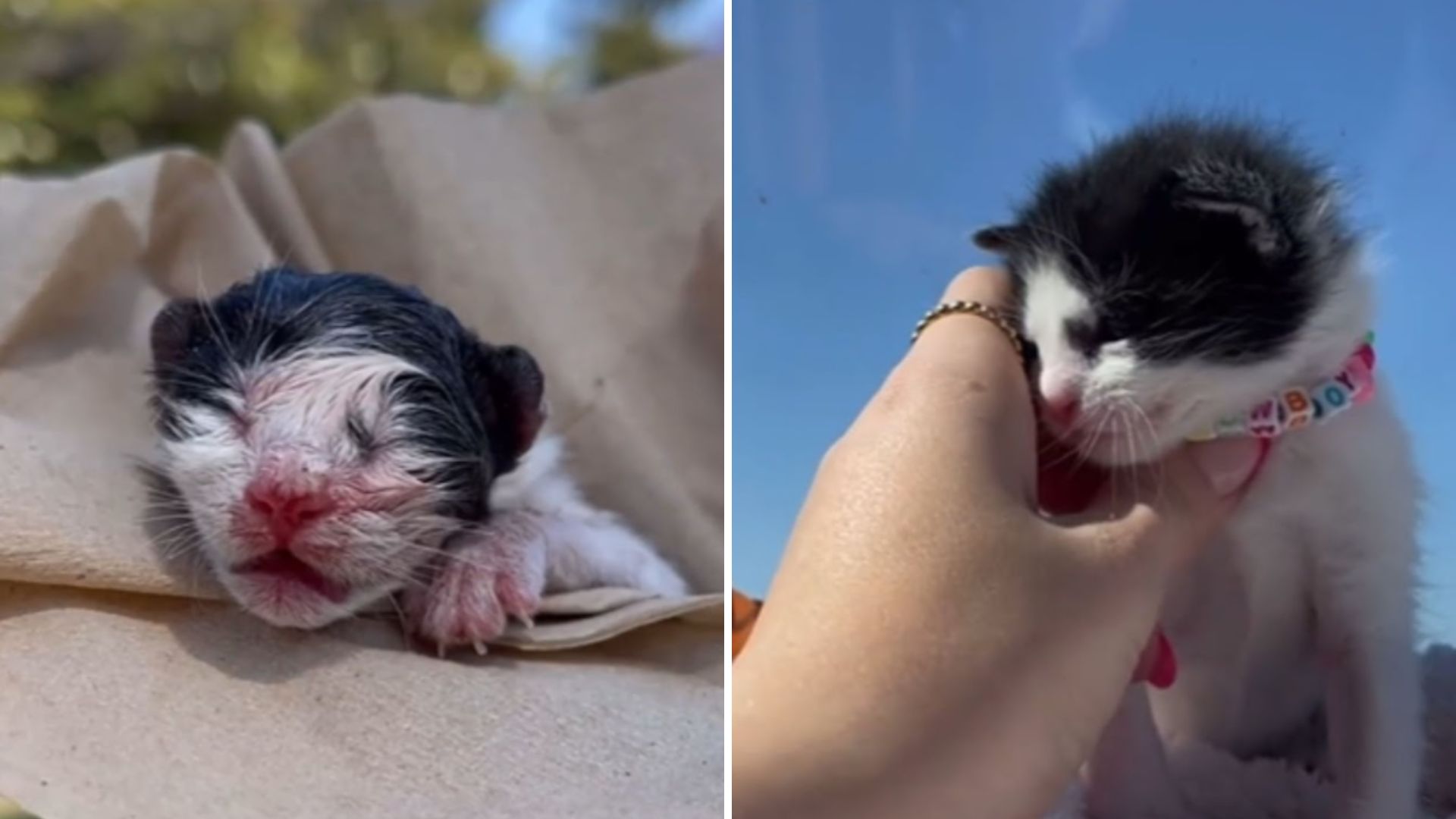 newborn kitten