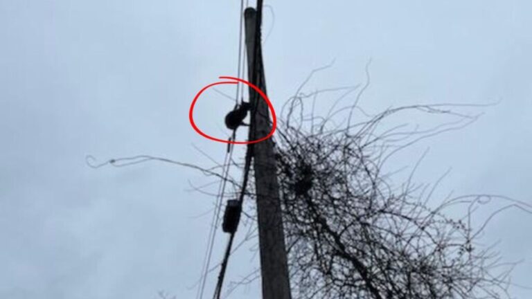 isp workers rescue cat